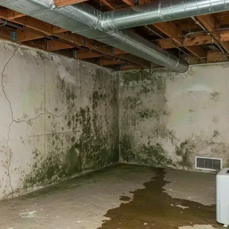 Professional Mold Removal in Harrison County, KY